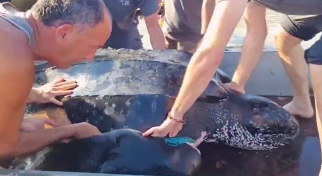 Rare Discovery on the Israeli Coast: Giant Leatherback Sea Turtle Rescued in a Special Operation