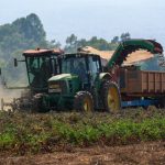Local Tomato Production Now Covers Over 90% of Domestic Demand