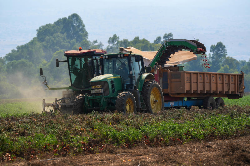 Local Tomato Production Now Covers Over 90% of Domestic Demand