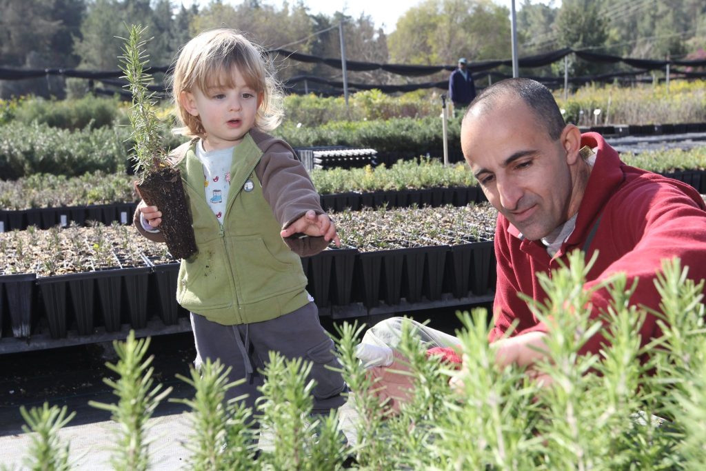 From ‘Iron Swords Forest’ to Tree Planting and Nursery Tours: Tu Bishvat Activities Across Israel