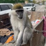 Wild Animal Smuggling Crackdown Continues in East Jerusalem