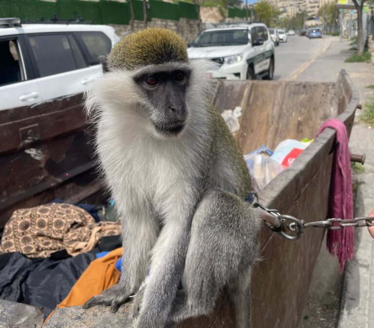 Wild Animal Smuggling Crackdown Continues in East Jerusalem