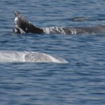 Unusual Dolphin Encounter in the Gulf of Eilat | Watch