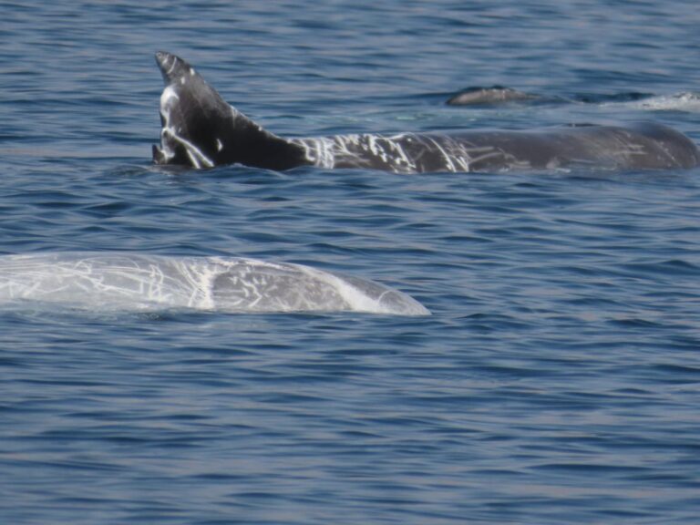 Unusual Dolphin Encounter in the Gulf of Eilat | Watch