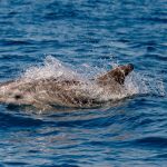 Some Good News: Dolphins Return to Israel’s Shores