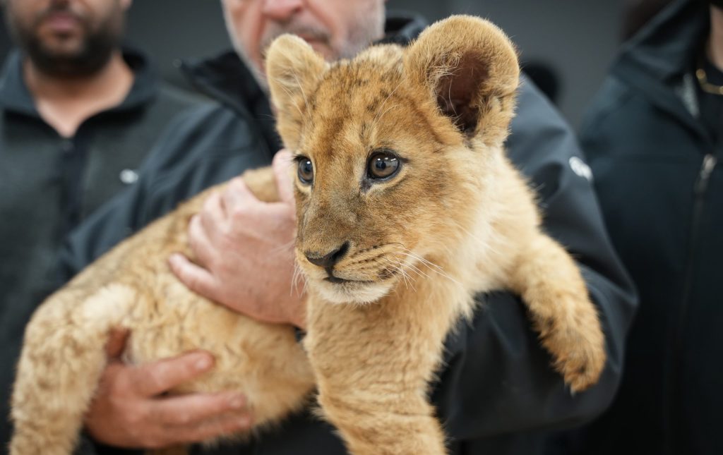 Israel Police Rescue Lion Cubs and Monkeys Trafficked in the South