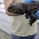 Reptile Racket Rattled in Southern Israel