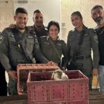 Another Trapped Monkey Found in a Beduin Encampment in the Negev