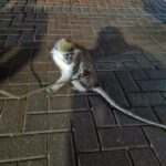 Another Abandoned Monkey Rescued in Central Israel