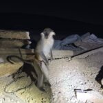 12 Monkeys and 4 Lions Rescued as Crackdown on Wildlife Trafficking Expands