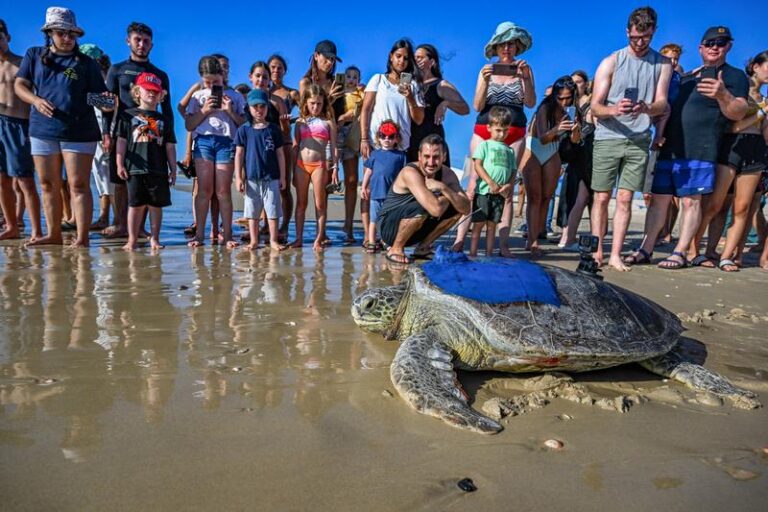 Israeli Team Rescues and Releases Endangered Sea Turtle Just in Time for Nesting Season