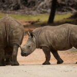 Breaking: Rhino Learns to Hide Second Calf for Dramatic Effect