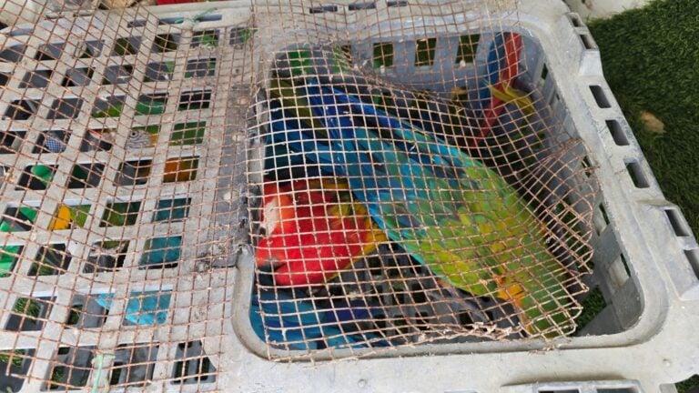 Jungle Fun’s Endangered Parrots Rescued and Reunited with Owners