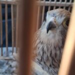 Protected Falcon Found in Illegal Cage in Lod