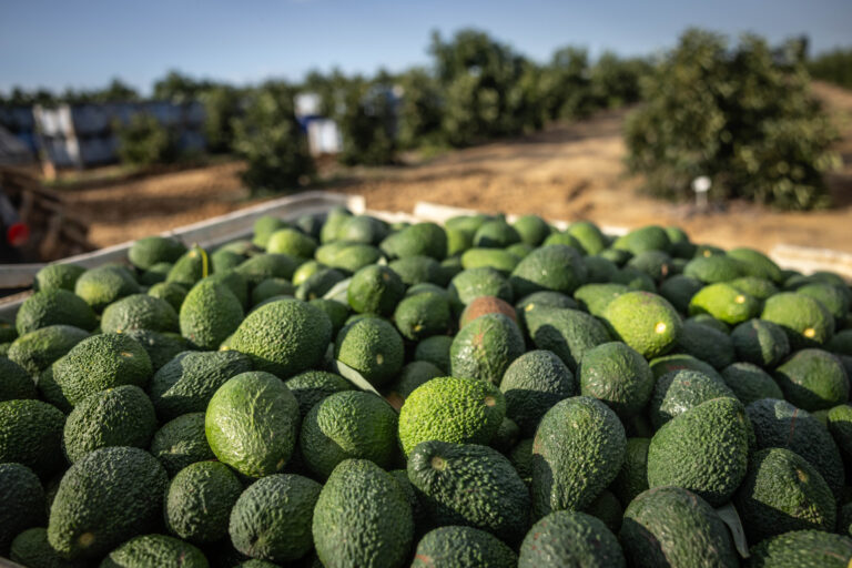 Mango, Avocado and Peppers to Be Shipped from Israel to Muslim Nation