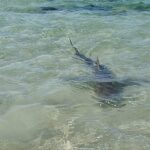 New Safety Measures Rolled Out for Divers in Wake of Deadly Shark Attack