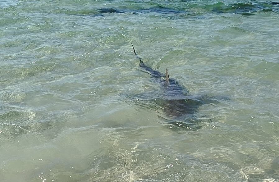 New Safety Measures Rolled Out for Divers in Wake of Deadly Shark Attack