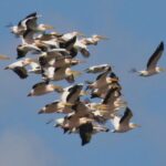 Wings Over the Hula Valley as Spring Migration Reaches Its Peak