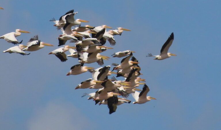 Wings Over the Hula Valley as Spring Migration Reaches Its Peak