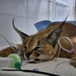 Back on Her Paws – Caracal on the Mend After Successful Surgery