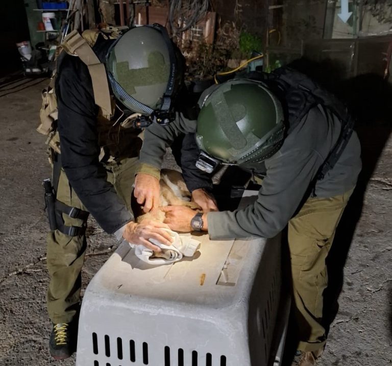 Police Find Lemur and Illegal Wildlife While Investigating Bombing