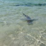 Watch: Friendly Shark at Hadera Beach