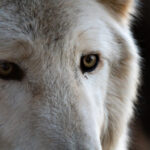 The Howl Returns as Dire Wolves Walk Again
