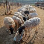 Quiet Revolution in the Desert: Israel’s First Lamb Exchange