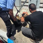 Railway Rescue Turns Into a Tail of Triumph