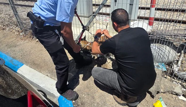 Railway Rescue Turns Into a Tail of Triumph