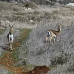Wild Gazelles Return in Large Numbers to the Jerusalem Hills