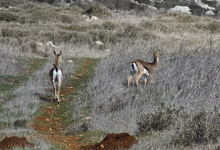 Wild Gazelles Return in Large Numbers to the Jerusalem Hills