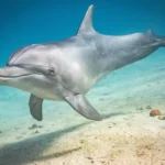Three Generations of Dolphins Documented for the First Time in Israel
