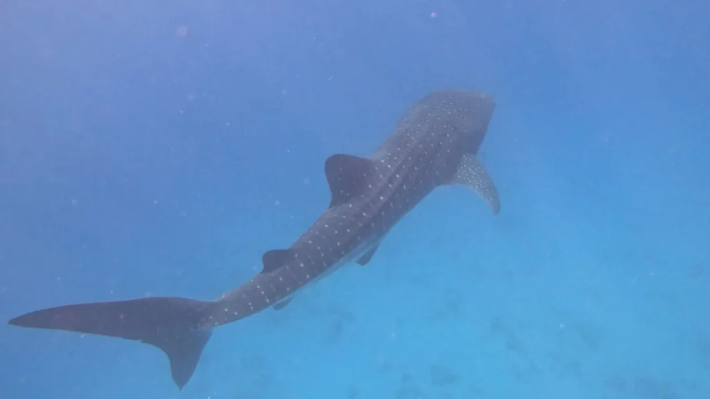 World’s Largest Fish Spotted Off Eilat Coast During Rare Visit