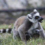Coolest Snack in Town for Lemurs as Israel Swelters Under Historic Temperatures