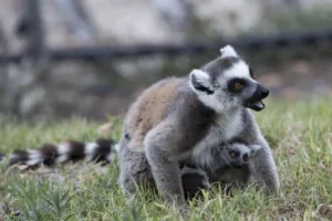 Coolest Snack in Town for Lemurs as Israel Swelters Under Historic Temperatures
