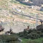 שיקום מחצבות ומעבר למשאיות גז: ירושלים תזכה לאוויר נקי יותר