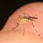 נמצא: המקום לחופש הקיץ ללא יתושים