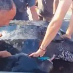 גילוי נדיר בחוף הישראלי: צב ים גלדי ענק חולץ במבצע מיוחד
