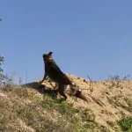 לוחם על ארבע מצא את הנעדרת והציל את חייה