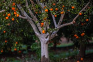 העץ הנדיב: מיזם חדש לחיבור בין הנוער והקהילה לתרומה