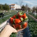 דו"ח: כמה יהודים מתגוררים ביו"ש? רמז: כ-5.28% מאוכלוסיית ישראל