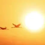 צפו בתיעוד והאזינו לקולות: 12,000 עגורים באגמון החולה