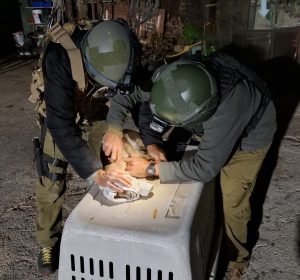 מבצע חילוץ
