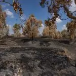 אוניברסיטת אריאל נוטעת תקווה: 1,000 עצים לשיקום יער בארי