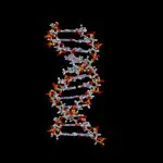 איך נתגלה מבנה ה-DNA האנושי?