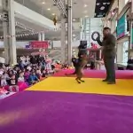 לוחמים על ארבע העניקו מופע מיוחד ביריד של שי גראוכר
