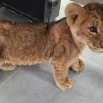 המאבק נגד ההתעללות בבעלי החיים: גורת אריות נוספת אותרה בנגב