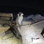 המבצע נמשך: תנין, צפרדעים וקופים נתפסו ברחבי הארץ