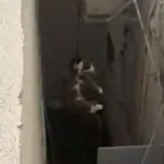 מבצע חילוץ דרמטי: אליעד נחום הציל חתול בחיפה